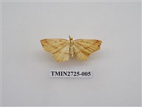 藏品(尺蛾280)的圖片